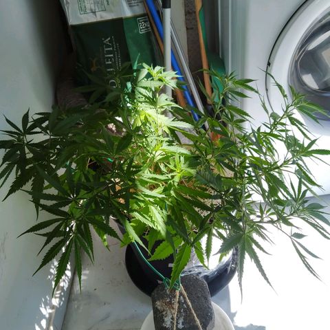 Wendy growlog photo: Fotos varias post transplante