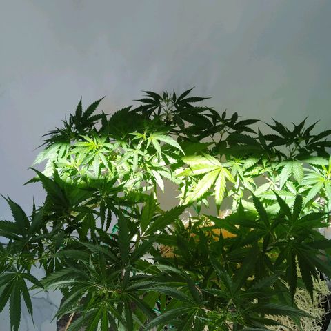 Wendy growlog photo: Fotos varias post transplante