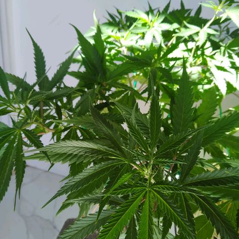 Wendy growlog photo: Fotos varias post transplante