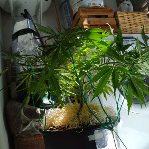 Wendy growlog photo: Fotos varias post transplante
