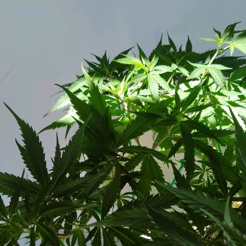 Wendy growlog photo: Fotos varias post transplante