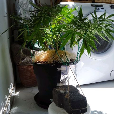 Wendy growlog photo: Fotos varias post transplante