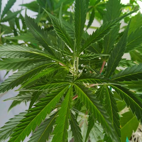 Wendy growlog photo: Fotos varias post transplante