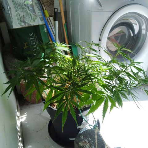 Wendy growlog photo: Fotos varias post transplante