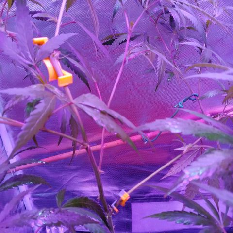 Wendy growlog photo: Lista en la carpa