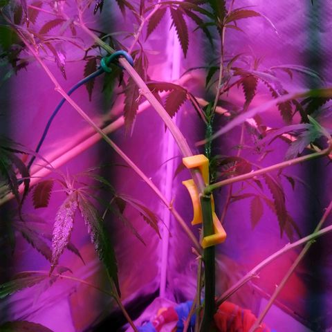 Wendy growlog photo: Lista en la carpa