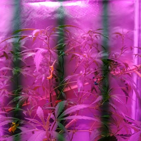 Wendy growlog photo: Lista en la carpa