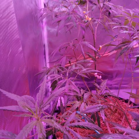 Wendy growlog photo: Lista en la carpa