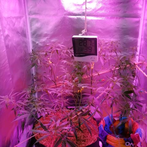 Wendy growlog photo: Lista en la carpa