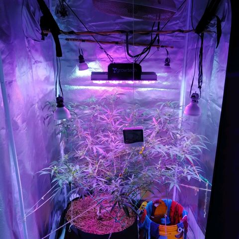 Wendy growlog photo: 2 semanas de flora