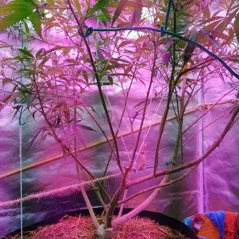 Wendy growlog photo: 2 semanas de flora