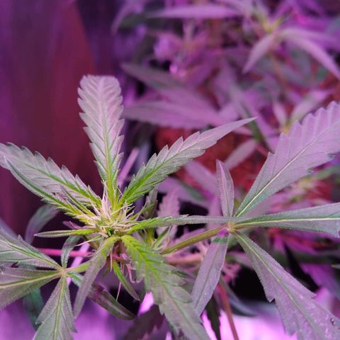 Wendy growlog photo: 2 semanas de flora