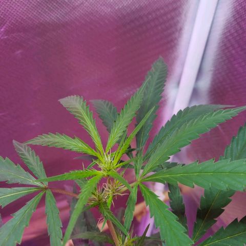 Wendy growlog photo: 2 semanas de flora