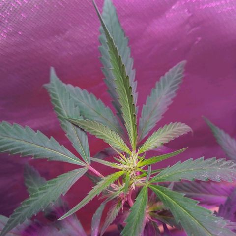Wendy growlog photo: 2 semanas de flora