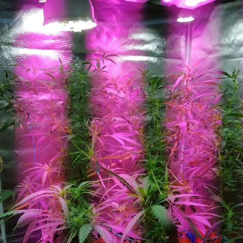 Wendy growlog photo: 2 semanas de flora
