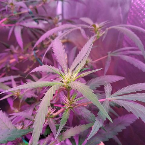 Wendy growlog photo: 2 semanas de flora