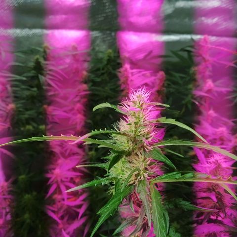 Wendy growlog photo: Puras flores!! ✨❤️👌🏾💞😋🍻