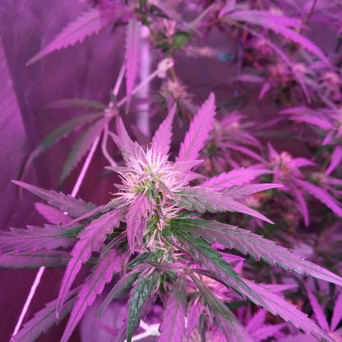 Wendy growlog photo: Puras flores!! ✨❤️👌🏾💞😋🍻