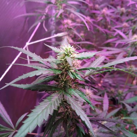 Wendy growlog photo: Puras flores!! ✨❤️👌🏾💞😋🍻