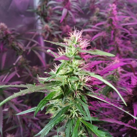 Wendy growlog photo: Floresss!!!