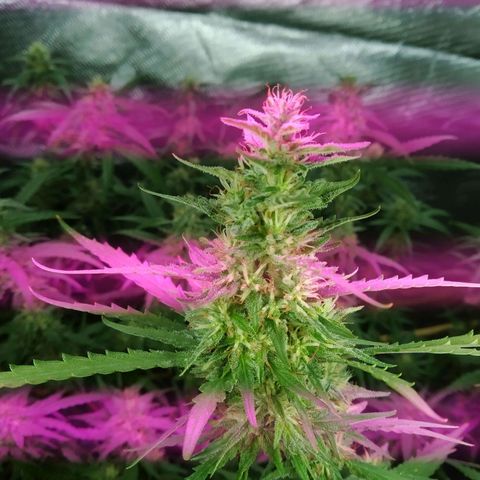 Wendy growlog photo: Floresss!!!