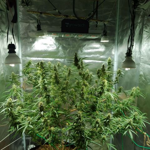 Wendy growlog photo: Floresss!!!