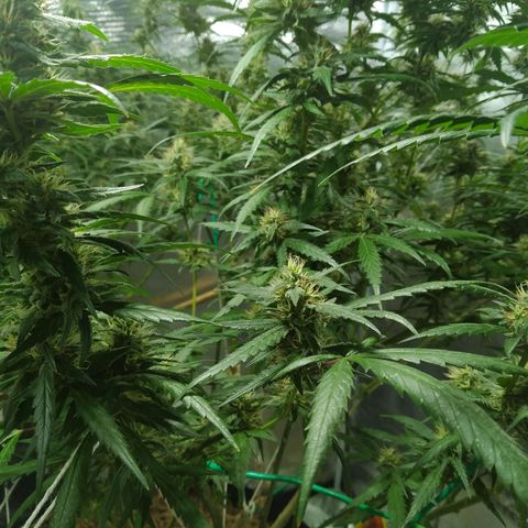 Wendy growlog timeline photo
