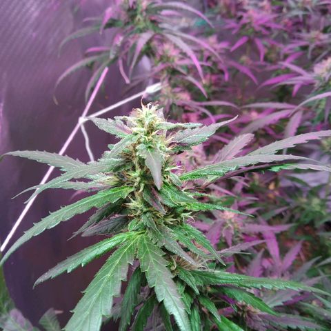 Wendy growlog photo: Floresss!!!