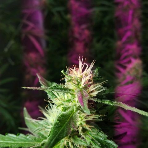 Wendy growlog photo: Floresss!!!