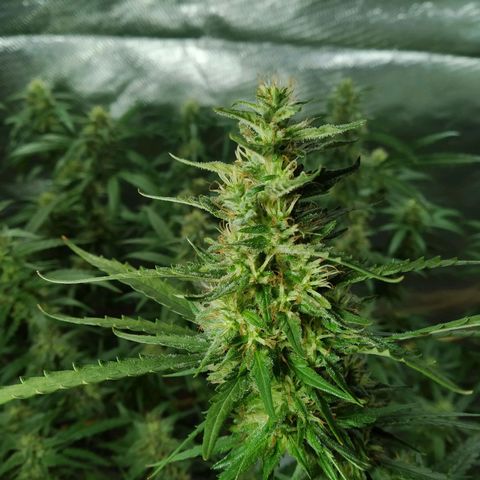 Wendy growlog photo: Floresss!!!