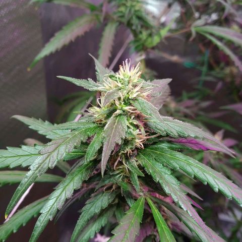 Wendy growlog photo: Floresss!!!