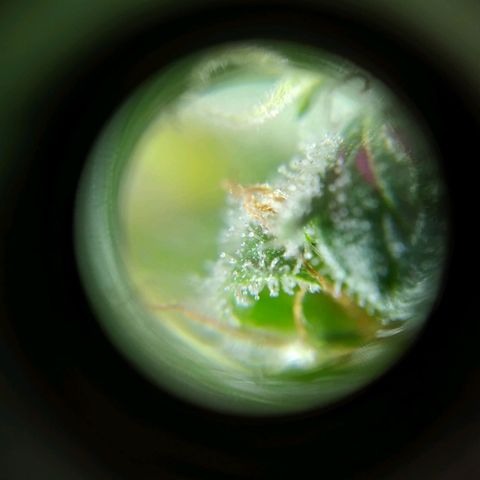 Wendy growlog photo: Tricomas