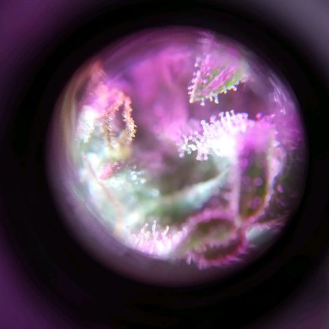 Wendy growlog photo: Tricomas