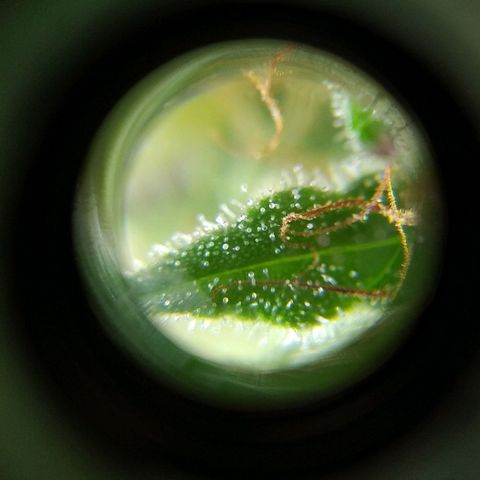 Wendy growlog photo: Tricomas