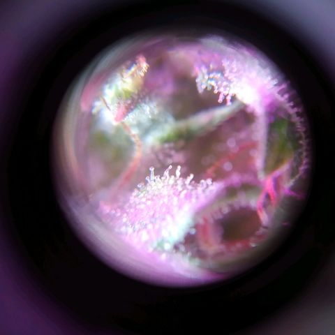Wendy growlog photo: Tricomas