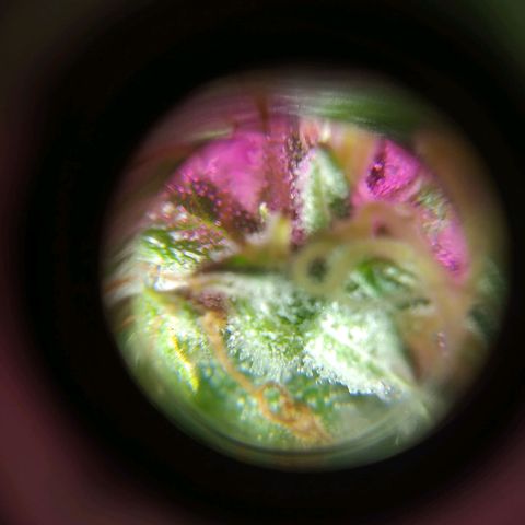 Wendy growlog timeline photo