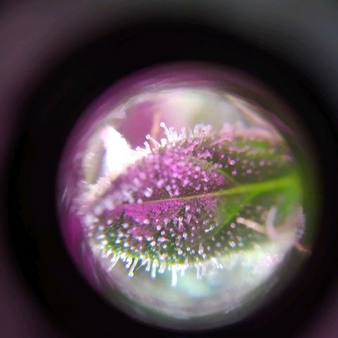 Wendy growlog timeline photo