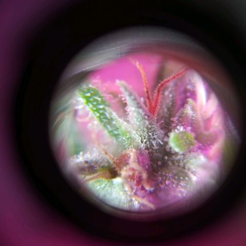 Wendy growlog timeline photo
