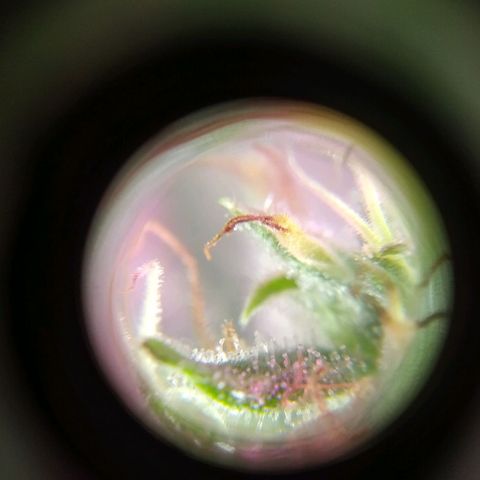 Wendy growlog timeline photo
