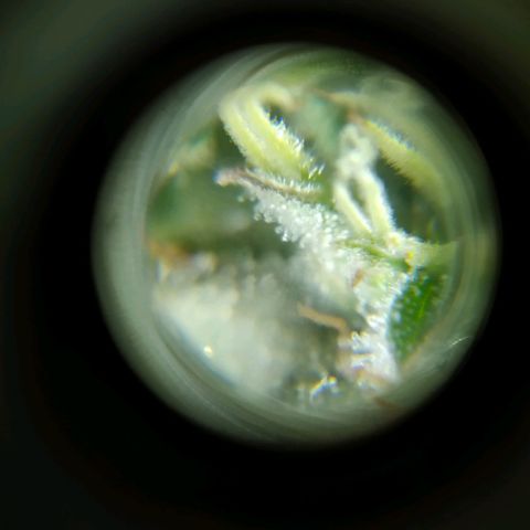 Wendy growlog photo: Tricomaasss
