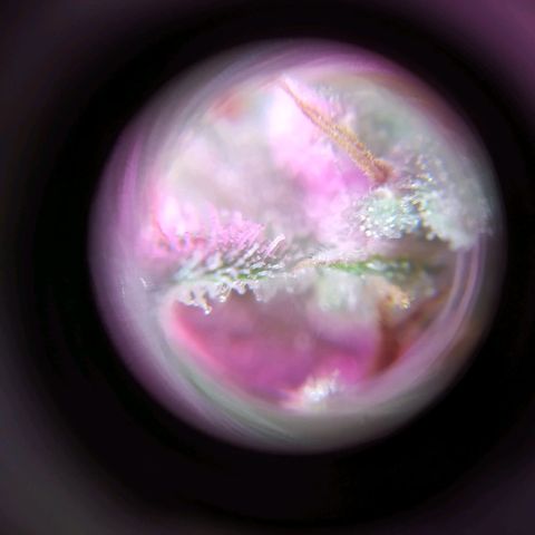 Wendy growlog photo: Tricomaasss 