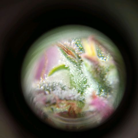 Wendy growlog photo: Tricomaasss 