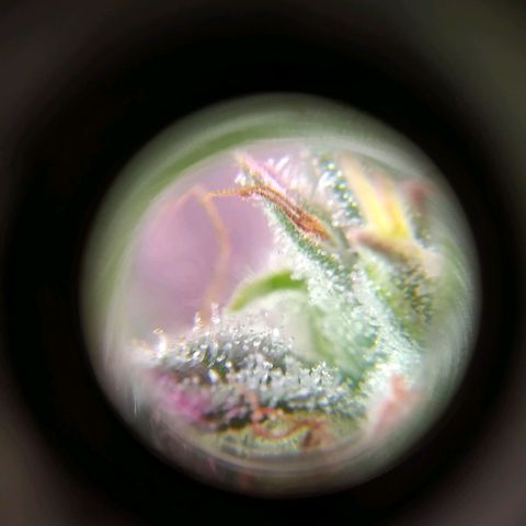Wendy growlog photo: Tricomaasss 