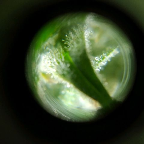 Wendy growlog photo: Tricomaasss