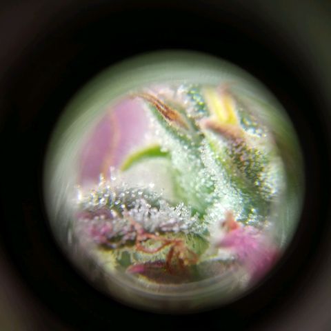 Wendy growlog photo: Tricomaasss 