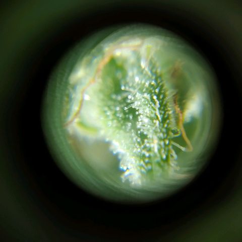 Wendy growlog photo: Tricomaasss