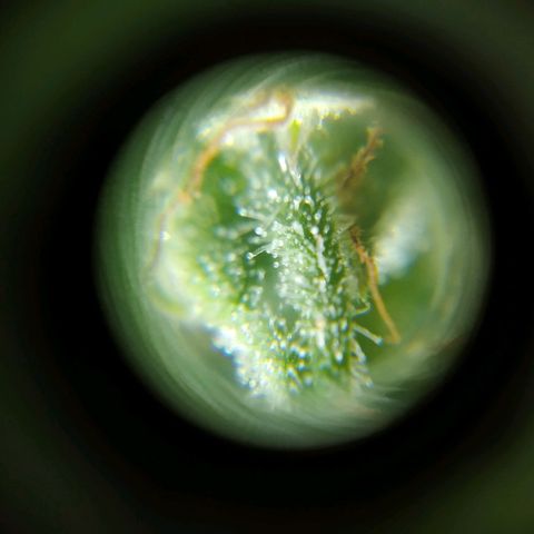Wendy growlog photo: Tricomaasss