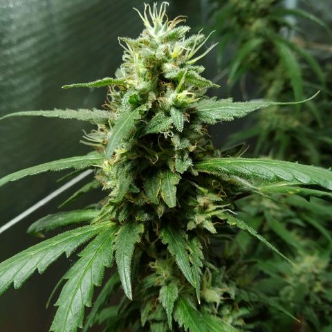 Wendy growlog photo: Flores