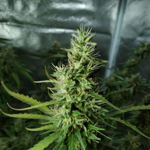 Wendy growlog photo: Flores