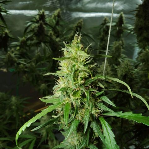Wendy growlog photo: Flores